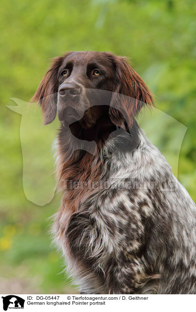German longhaired Pointer portrait / DG-05447