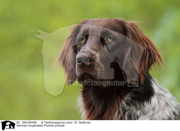 German longhaired Pointer portrait / DG-05448