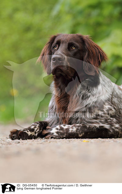 lying German longhaired Pointer / DG-05450