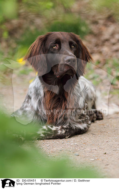 lying German longhaired Pointer / DG-05451