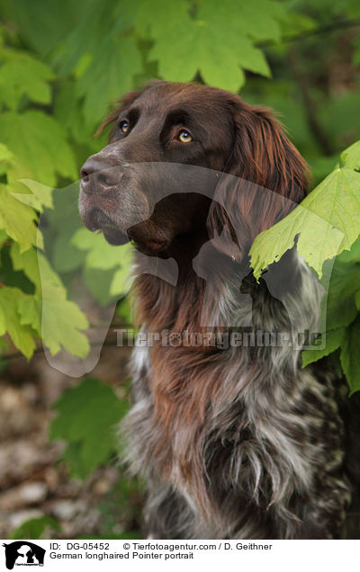 German longhaired Pointer portrait / DG-05452