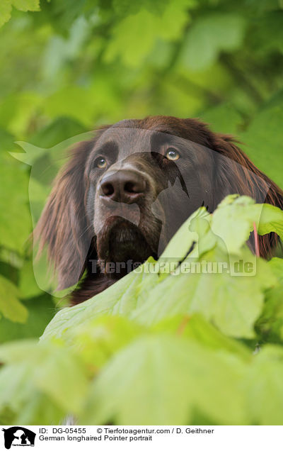 German longhaired Pointer portrait / DG-05455