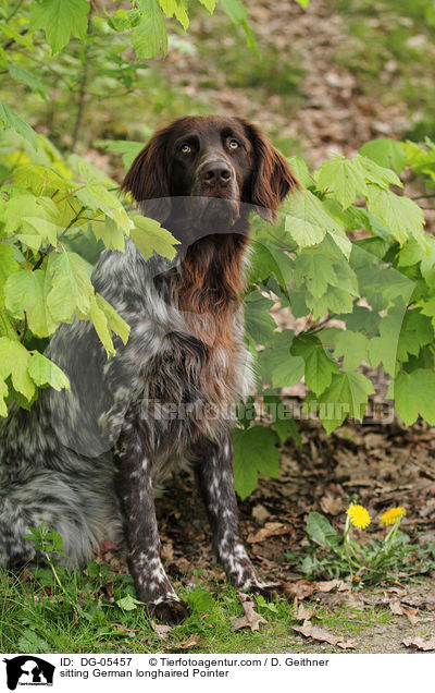 sitting German longhaired Pointer / DG-05457