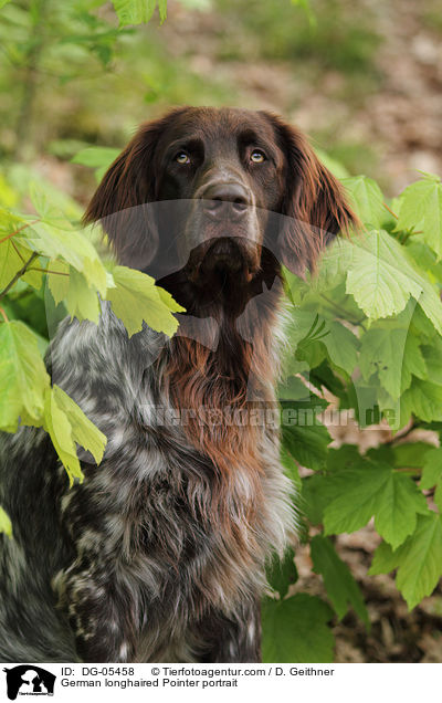 German longhaired Pointer portrait / DG-05458