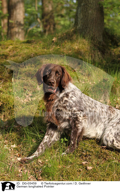 German longhaired Pointer / DG-05459