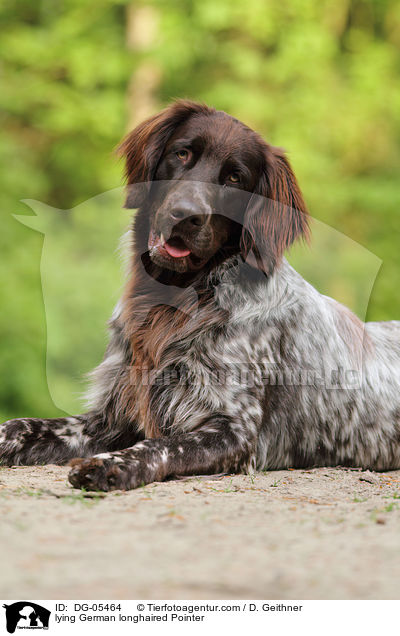 lying German longhaired Pointer / DG-05464