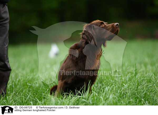 sitting German longhaired Pointer / DG-06725