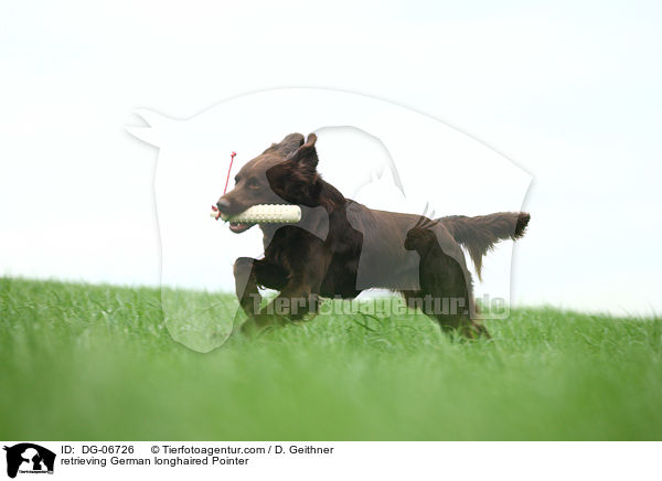 retrieving German longhaired Pointer / DG-06726