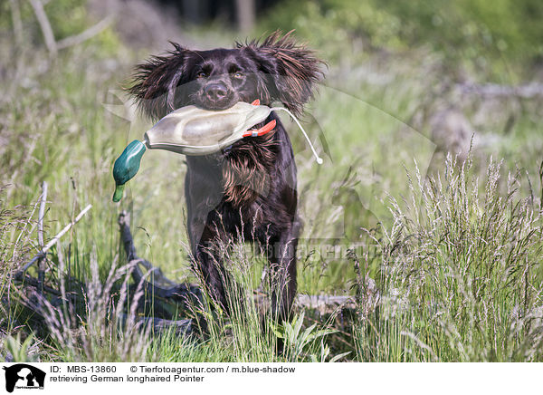retrieving German longhaired Pointer / MBS-13860