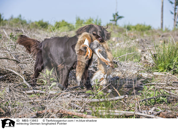 retrieving German longhaired Pointer / MBS-13863