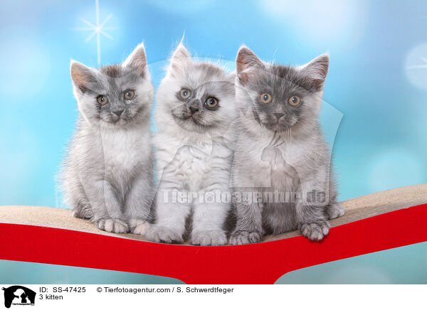 3 Ktzchen / 3 kitten / SS-47425