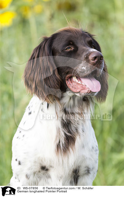 German longhaired Pointer Portrait / WS-07856