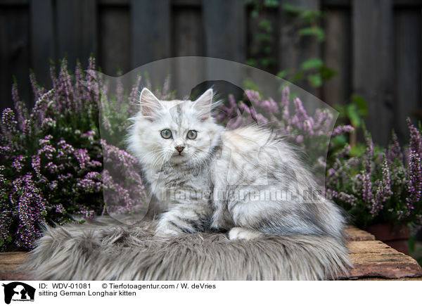 sitzendes Deutsch Langhaar Ktzchen / sitting German Longhair kitten / WDV-01081