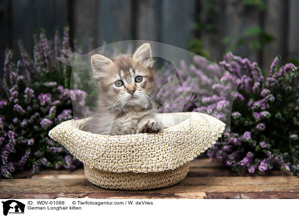 Deutsch Langhaar Ktzchen / German Longhair kitten / WDV-01088
