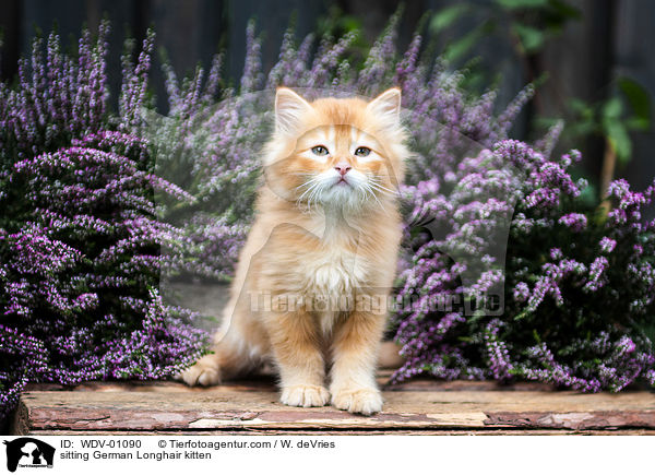 sitzendes Deutsch Langhaar Ktzchen / sitting German Longhair kitten / WDV-01090