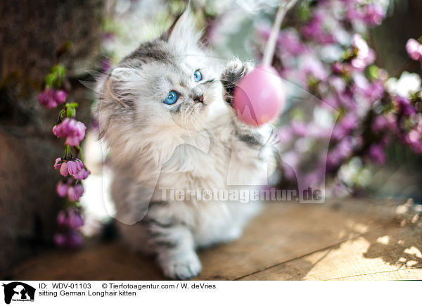 sitzendes Deutsch Langhaar Ktzchen / sitting German Longhair kitten / WDV-01103