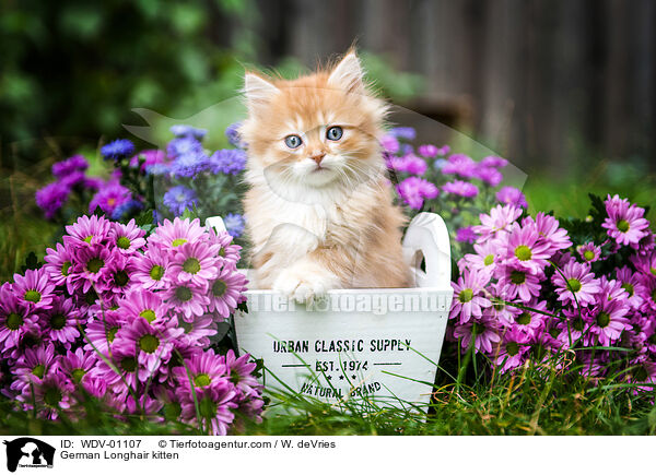 Deutsch Langhaar Ktzchen / German Longhair kitten / WDV-01107