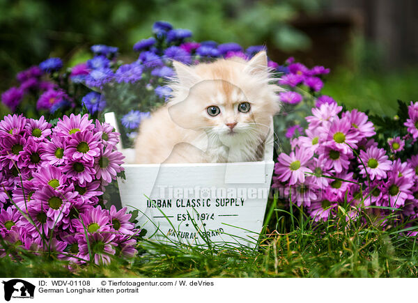 Deutsch Langhaar Ktzchen Portrait / German Longhair kitten portrait / WDV-01108