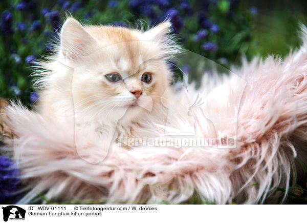 German Longhair kitten portrait / WDV-01111