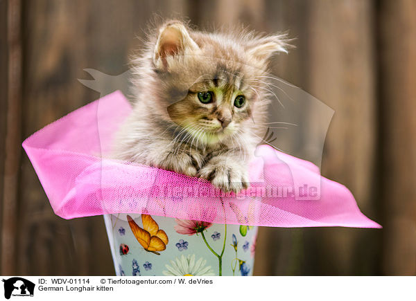 German Longhair kitten / WDV-01114