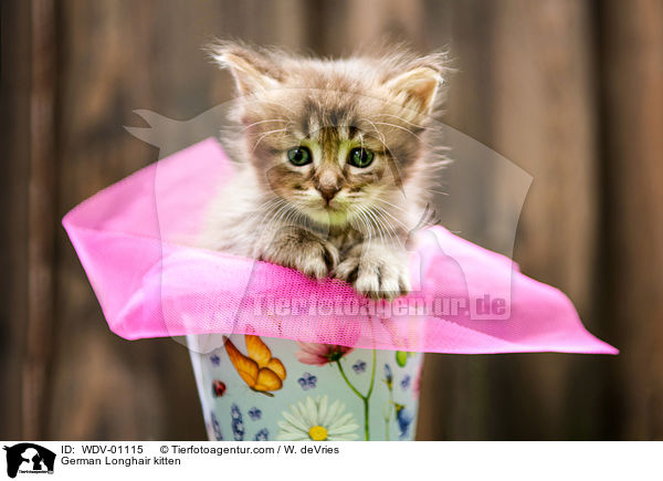 German Longhair kitten / WDV-01115