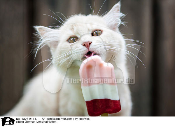 sitzendes Deutsch Langhaar Ktzchen / sitting German Longhair kitten / WDV-01117