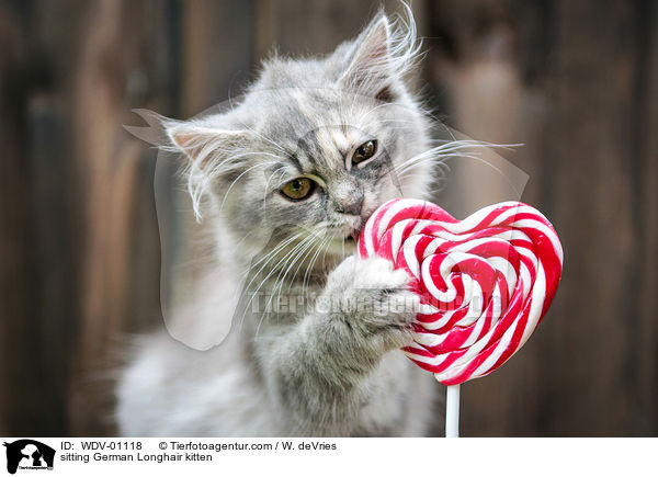 sitzendes Deutsch Langhaar Ktzchen / sitting German Longhair kitten / WDV-01118