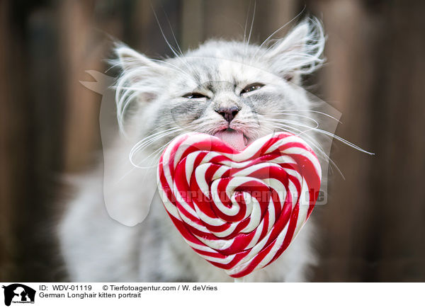 Deutsch Langhaar Ktzchen Portrait / German Longhair kitten portrait / WDV-01119