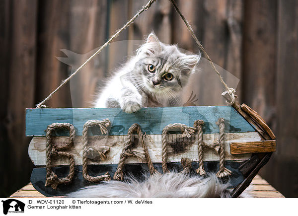 German Longhair kitten / WDV-01120