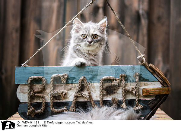 German Longhair kitten / WDV-01121