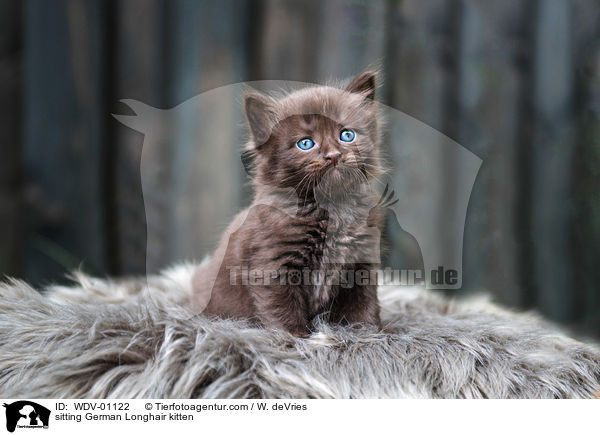 sitting German Longhair kitten / WDV-01122
