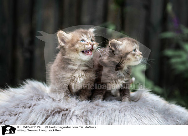 sitzendes Deutsch Langhaar Ktzchen / sitting German Longhair kitten / WDV-01124