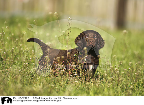 stehender Deutsch Langhaar Welpe / standing German longhaired Pointer Puppy / KB-02122