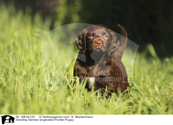 standing German longhaired Pointer Puppy / KB-02123