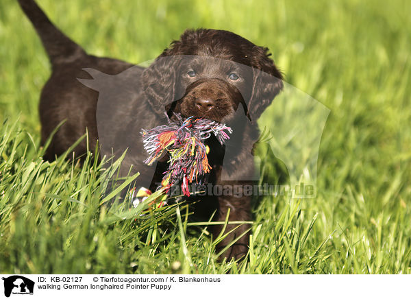 laufender Deutsch Langhaar Welpe / walking German longhaired Pointer Puppy / KB-02127