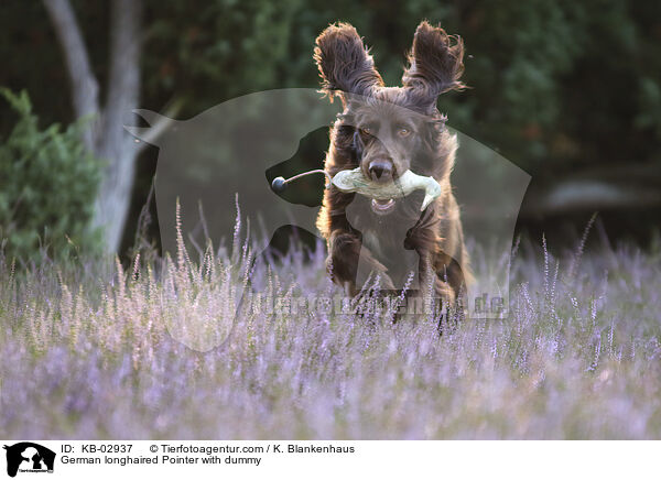 German longhaired Pointer with dummy / KB-02937