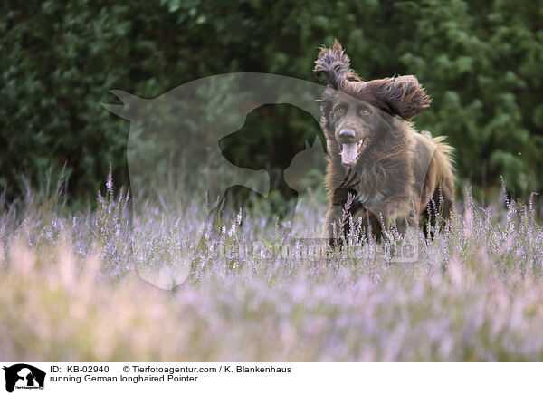 running German longhaired Pointer / KB-02940