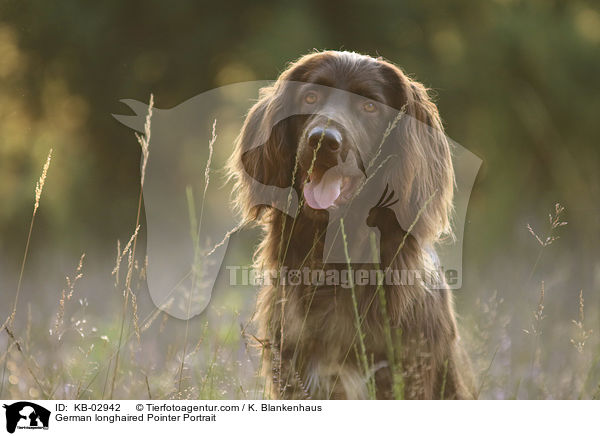 German longhaired Pointer Portrait / KB-02942