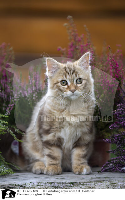 Deutsch Langhaar Ktzchen / German Longhair Kitten / DG-09189