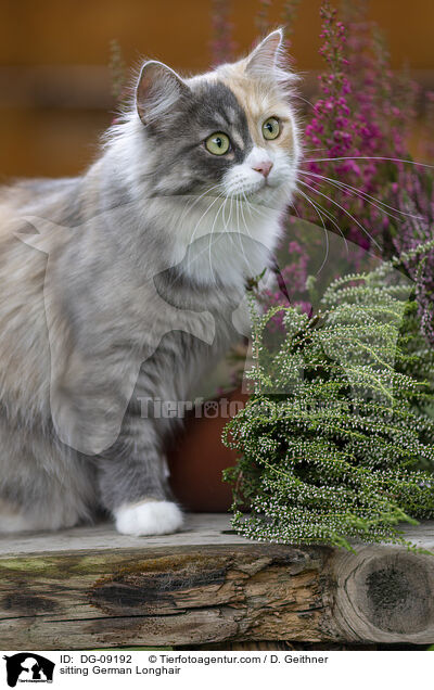 sitzende Deutsch Langhaar / sitting German Longhair / DG-09192
