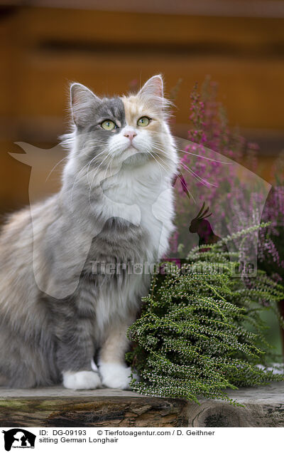sitzende Deutsch Langhaar / sitting German Longhair / DG-09193