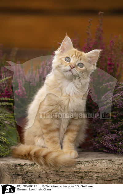 German Longhair Kitten / DG-09198