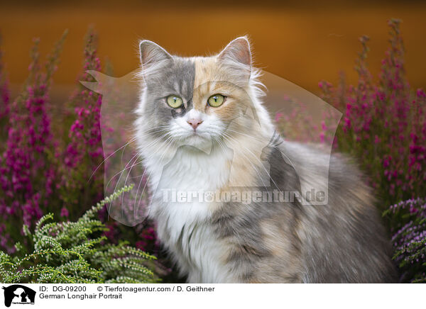 Deutsch Langhaar Portrait / German Longhair Portrait / DG-09200