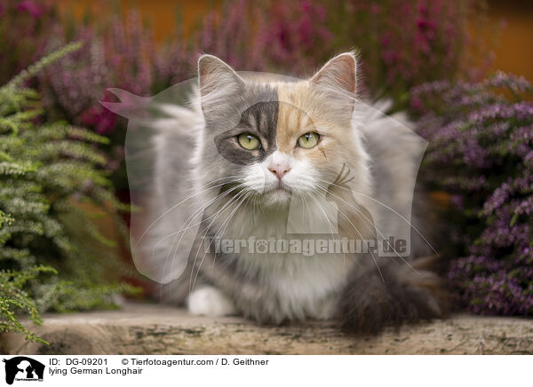 liegende Deutsch Langhaar / lying German Longhair / DG-09201