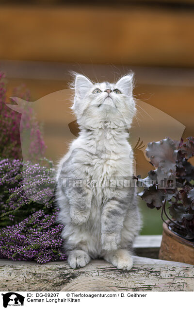Deutsch Langhaar Ktzchen / German Longhair Kitten / DG-09207