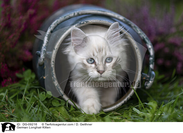 Deutsch Langhaar Ktzchen / German Longhair Kitten / DG-09216