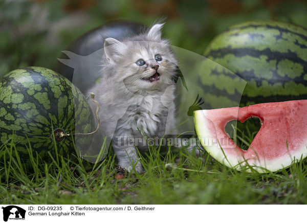 Deutsch Langhaar Ktzchen / German Longhair Kitten / DG-09235