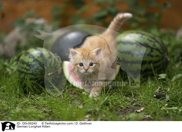 Deutsch Langhaar Ktzchen / German Longhair Kitten / DG-09240