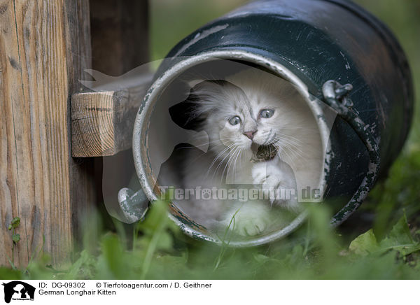 Deutsch Langhaar Ktzchen / German Longhair Kitten / DG-09302