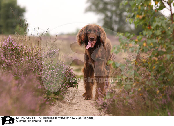 Deutsch Langhaar / German longhaired Pointer / KB-05354